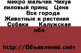 микро мальчик Чихуа лиловый принц › Цена ­ 90 - Все города Животные и растения » Собаки   . Калужская обл.